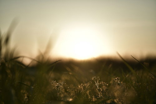 夕日に照らされた草むらの足元、黄金色に輝く草の穂