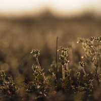 黄昏時に逆光で輝く草むらの写真