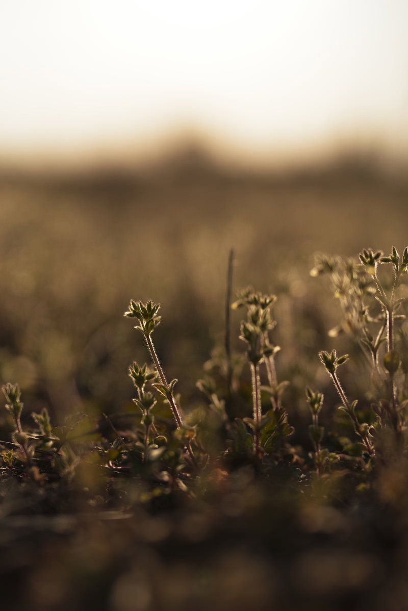夕暮れの荒れ地に生える野草