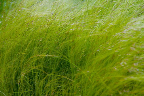 細い葉が繊細に垂れ下がる艶やかなエンジェルヘアーの植物
