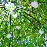 金属のアーチをくぐって咲く白い薔薇の写真