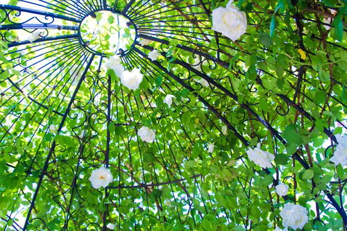 金属のアーチをくぐって咲く白い薔薇