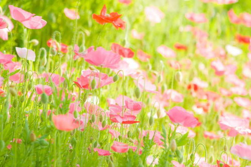 薄い花びらがオレンジや黄色に咲くアイスランドポピー