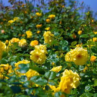 明るい日差しに照らされた黄色い薔薇の花びらの写真