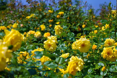 明るい日差しに照らされた黄色い薔薇の花びら