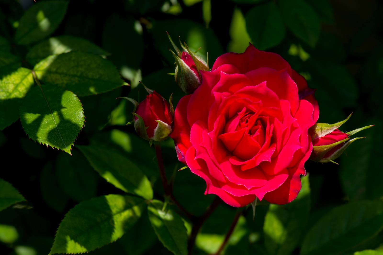 庭に咲いた真紅の薔薇と蕾