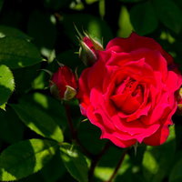 庭に咲いた真紅の薔薇と蕾の写真
