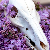 ライラックと頭蓋骨の静物組み合わせ写真の写真