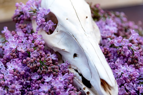 ライラックと頭蓋骨の静物組み合わせ写真