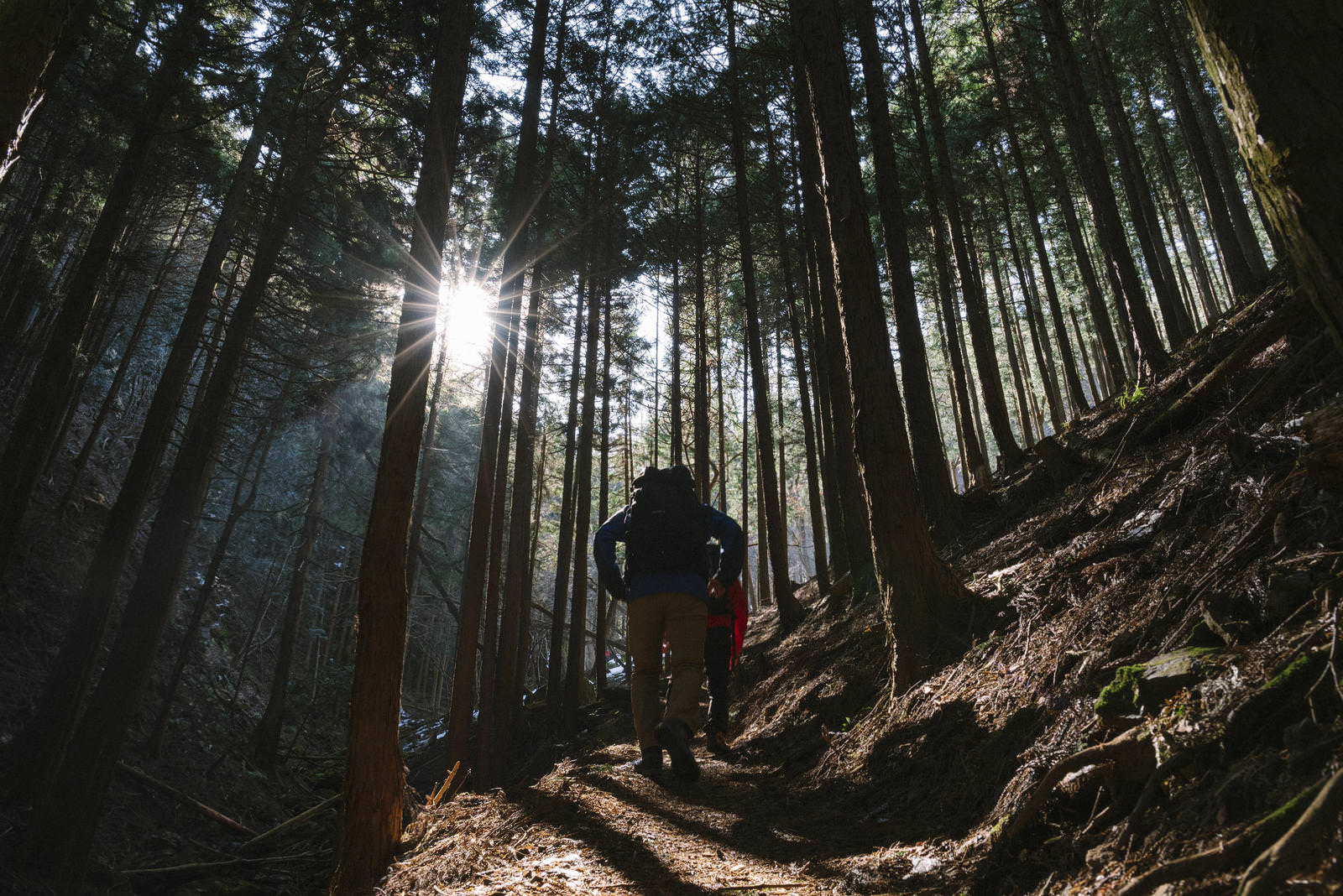 杉林の中の登山道を歩く登山者と木漏れ日の光芒