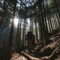 杉林の登山道を歩く登山者と光芒、木漏れ日が作る神聖な雰囲気の写真