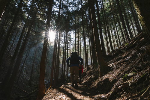 杉林の登山道を歩く登山者と光芒、木漏れ日が作る神聖な雰囲気