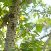 白樺の幹にとまるアブラゼミの接写の写真