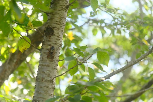 白樺の幹にとまるアブラゼミの接写