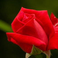 緑の茎に支えられた赤いバラの花の正面の写真