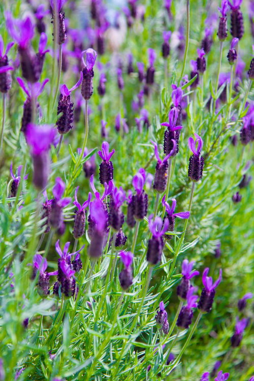 紫色の花びらが幾重にも重なるエイボンヴューの薔薇