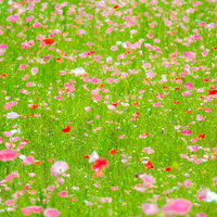 赤やオレンジの花びらが風に揺れるポピーの花々の写真