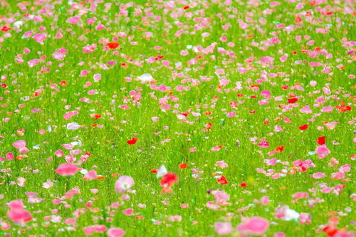赤やオレンジの花びらが風に揺れるポピーの花々