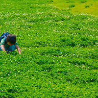芝生にしゃがんで四つ葉のクローバーを探す少年の写真