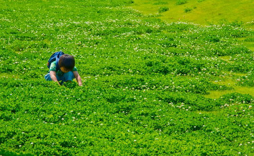 芝生にしゃがんで四つ葉のクローバーを探す少年