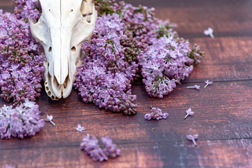 木製のテーブルに置かれた牛の頭骨とライラック