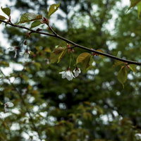 日光白根山の新緑の枝にひっそりと咲く山桜の写真