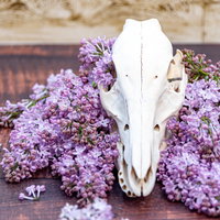 ライラックの花と動物の頭骨の写真