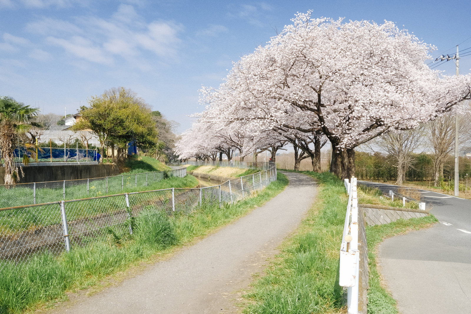 満開の桜並木が続く河川敷の道と青空、田園風景