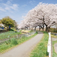 春の桜並木が続く河川敷の並木道を歩く景観の写真
