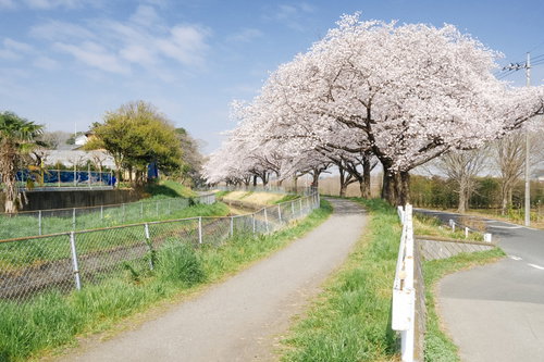 春の桜並木が続く河川敷の並木道を歩く景観