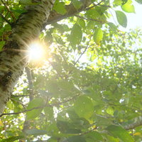 夏の日差しと蝉の声、白樺の木漏れ日と緑の葉の写真