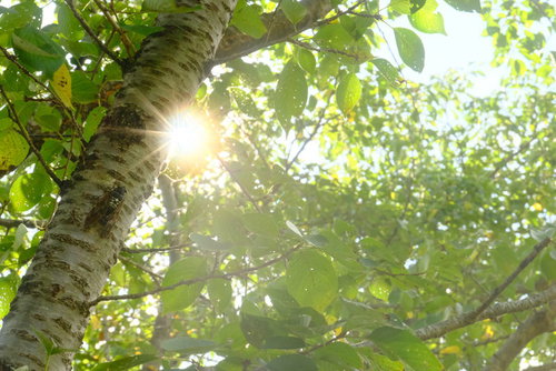 夏の日差しと蝉の声、白樺の木漏れ日と緑の葉