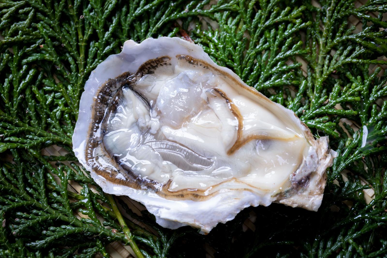 ヒノキ葉の上に置かれた半分に割られた新鮮な生牡蠣
