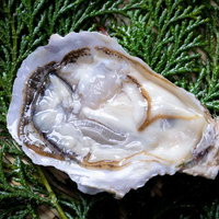 ヒノキ葉の上に置かれた新鮮な生牡蠣の写真