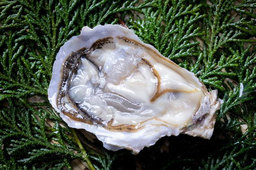 ヒノキ葉の上に置かれた新鮮な生牡蠣