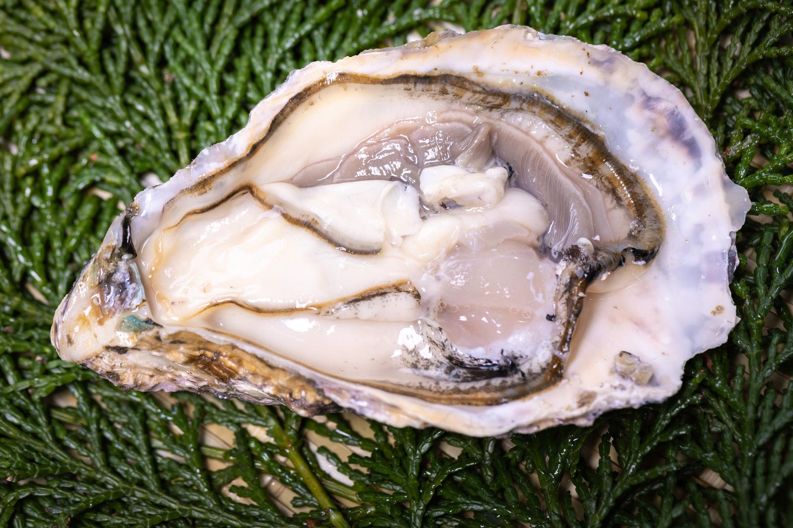 ヒノキ葉の上に並んだ新鮮な生牡蠣の殻がむき出しになっている