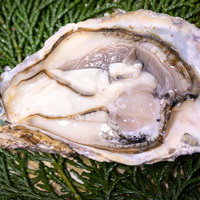 ヒノキ葉に盛られた新鮮な生牡蠣の高級食材の写真