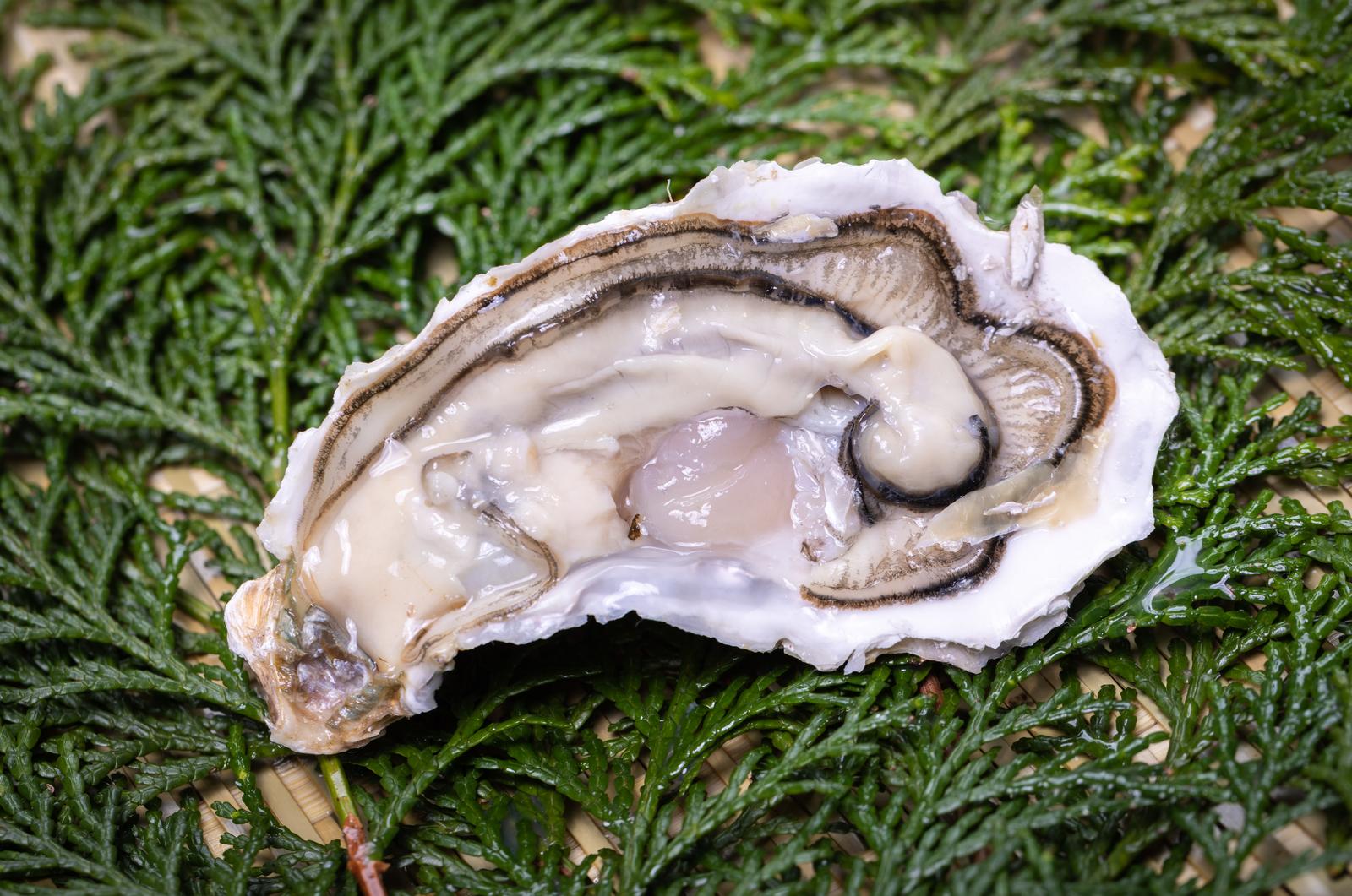 ヒノキ葉の上に置かれた、開いた生牡蠣。透明感のある白い身が見える。