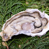ヒノキ葉の上に置かれた新鮮な生牡蠣の写真