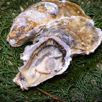 ヒノキ葉に盛り付けられた生牡蠣の高級食材の写真
