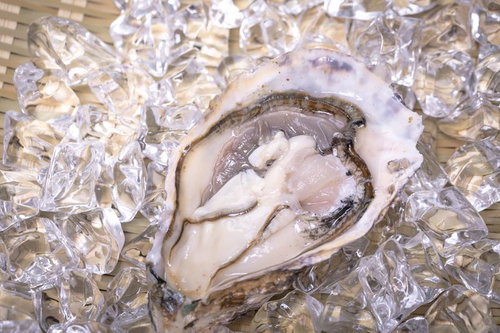 氷の上に盛り付けられた生カキ、半分に割った殻と乳白色の身