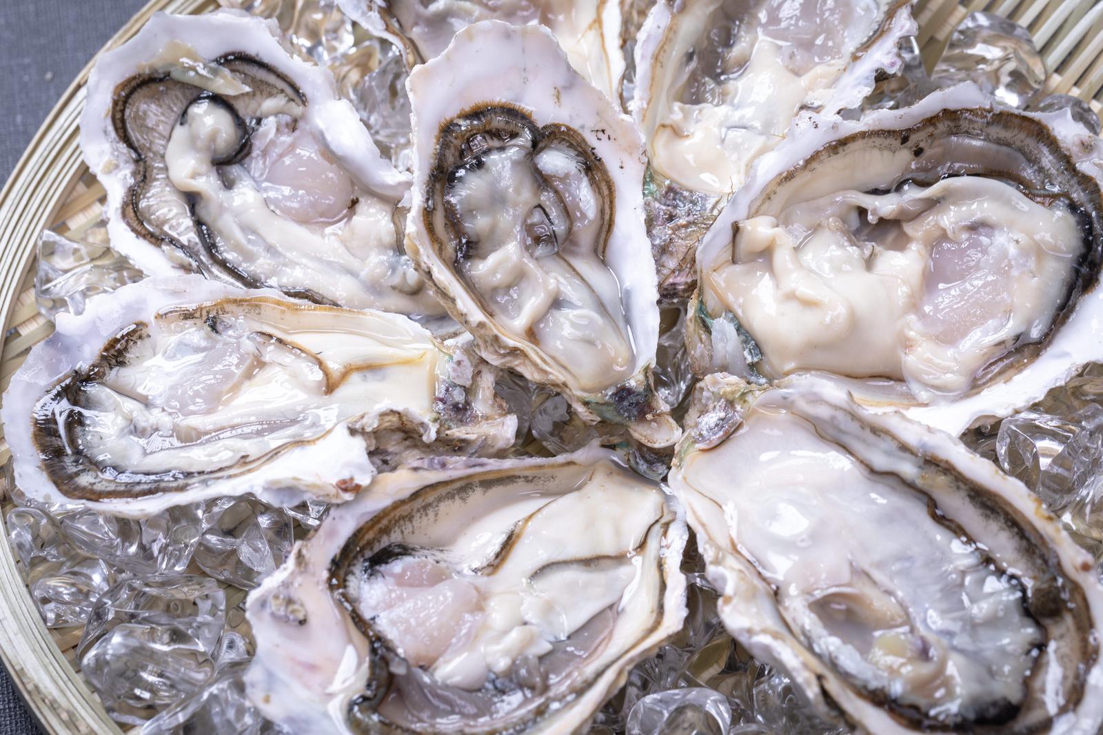 氷の上に並べられた複数の生ガキの盛り合わせ