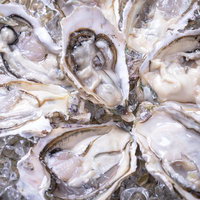 氷の上に盛られた鮮度の高い生ガキ、白い貝殻と透明感のある身の写真