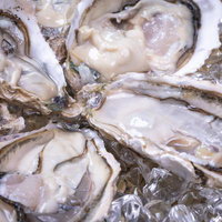 盛り付けられた生牡蠣と海のミルク：氷上の新鮮貝類の写真