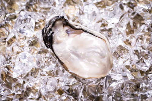 身が引き締まる氷上の生ガキ、黒い殻とクリーム色の身