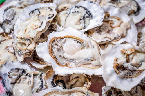 殻付きの生牡蠣の盛り合わせ、新鮮な海の幸の盛り盤