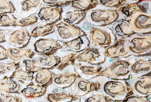 新聞紙の上に並ぶ生牡蠣尽くしの豪華盛り合わせ