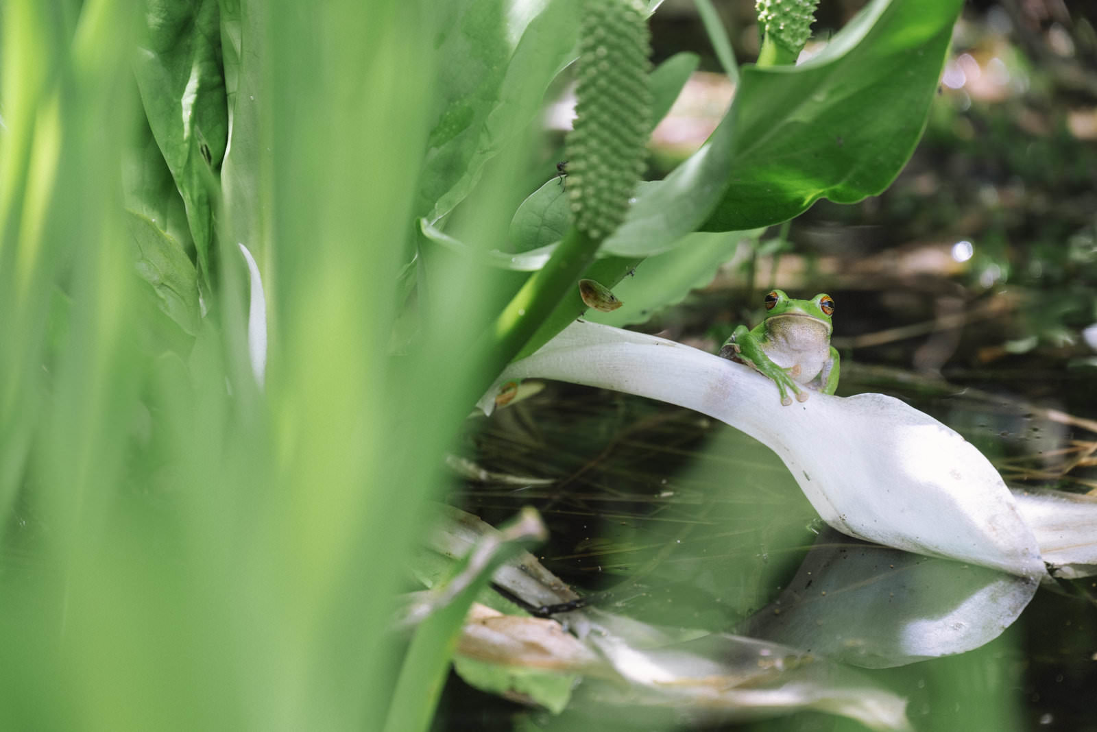 白い水芭蕉の花の上に緑色のアマガエルが休んでいる様子