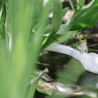 白い水芭蕉の花の上で休むアマガエルの生態の写真