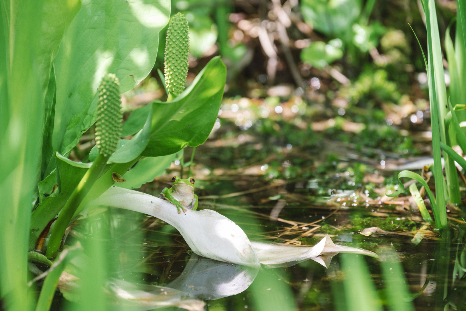 水芭蕉の葉の上にまたがる緑色のアマガエル